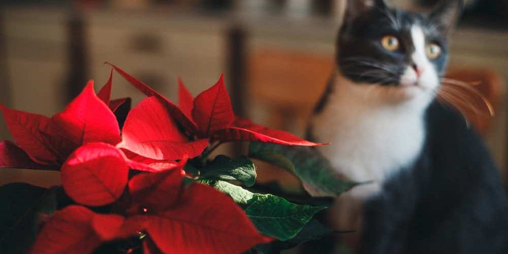 Flor de Pacua y mascotas